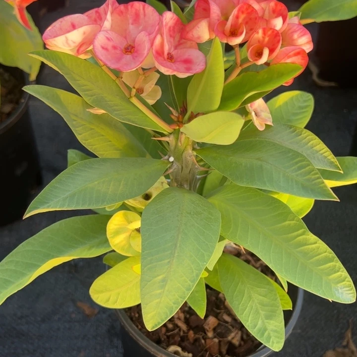 泰品扦插一物一拍