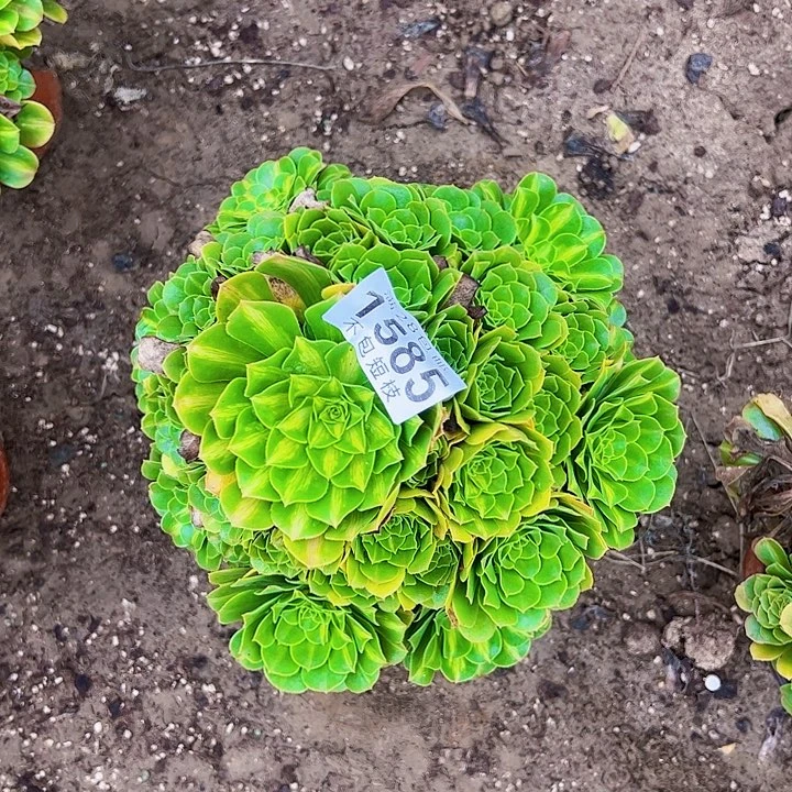 菲***飞1585多肉植法师大事情