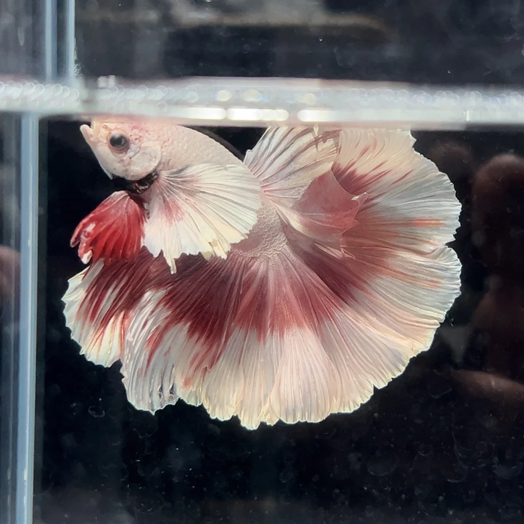 斗鱼16号活动价巨耳玫瑰金