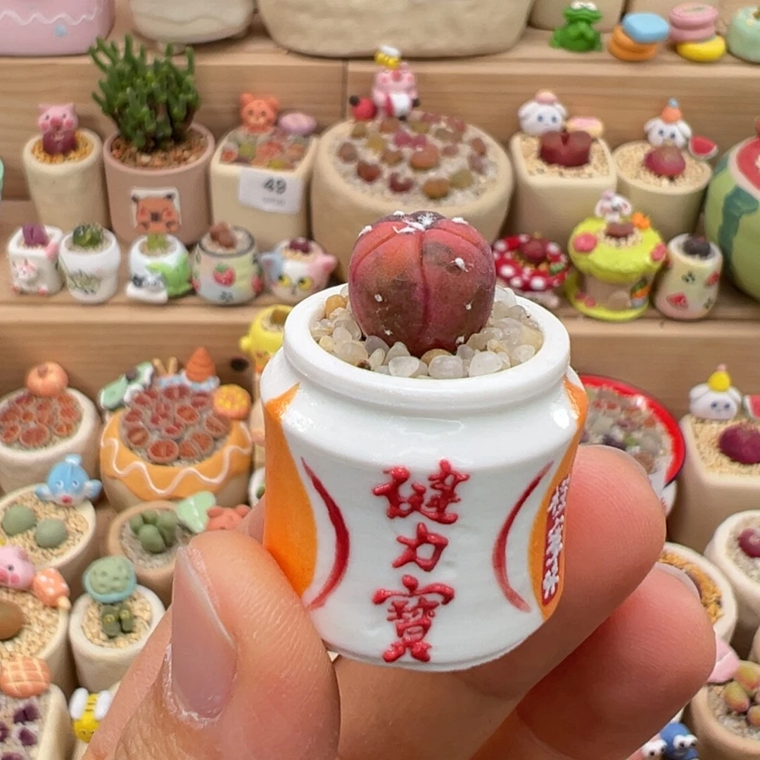 多肉植物73号兜锦