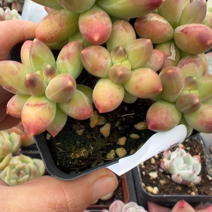 千代田黄锦多肉植物