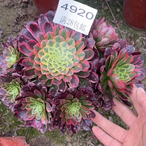 朝霞多肉多肉4920