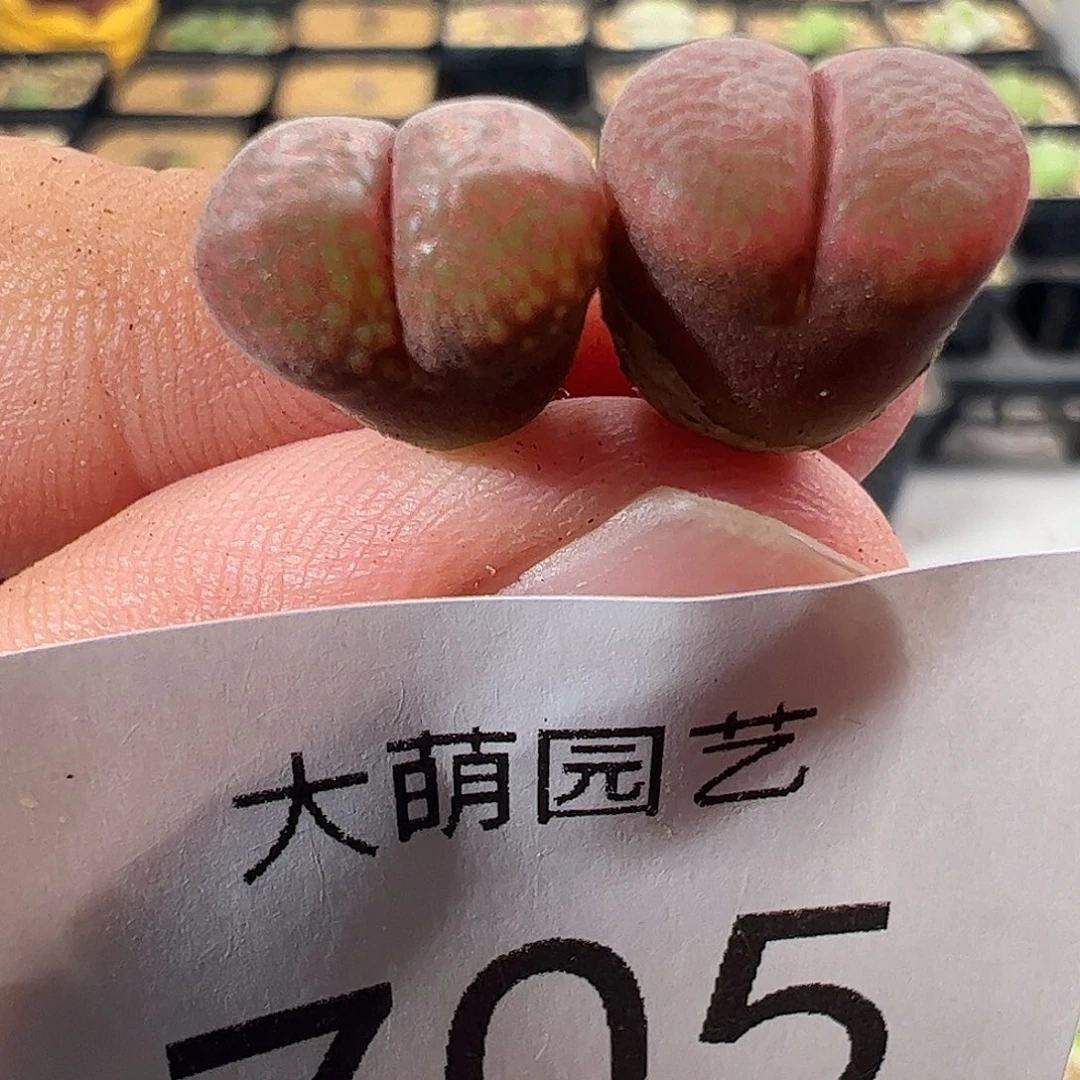 一物一拍脱土发。 705大萌一号红风铃