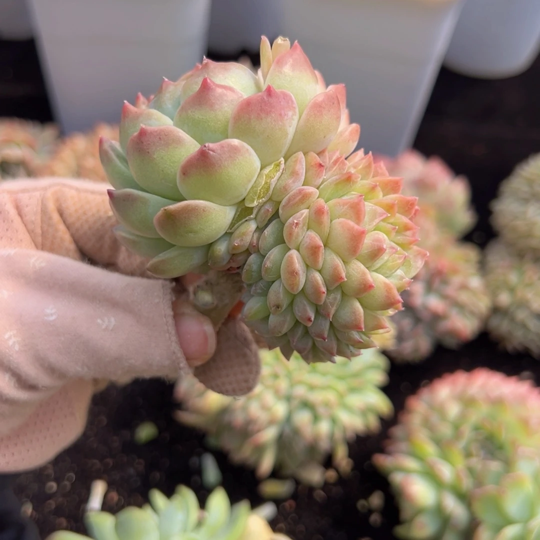 上***签新年快乐黄钻！！