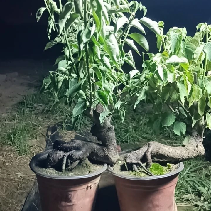 用***9完全开放梅花盆景原色发货