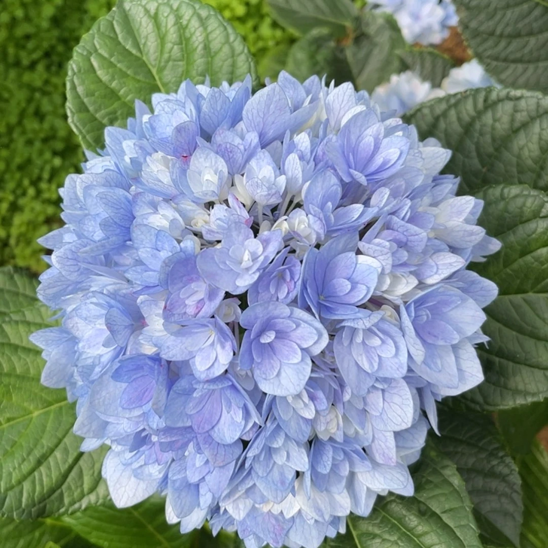 绣球切花一物一拍3枝起包邮，32