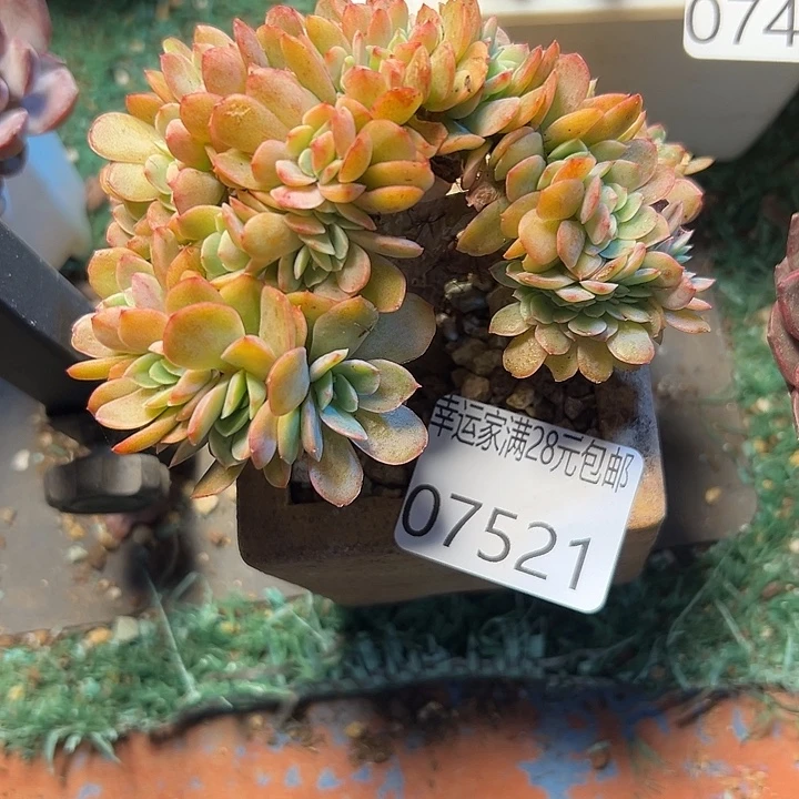 幸运的是我还在努力地幸运