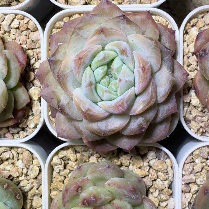 糖心杂交 一物一拍