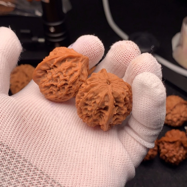 杨*～秦岭森林中出现许多鸟类