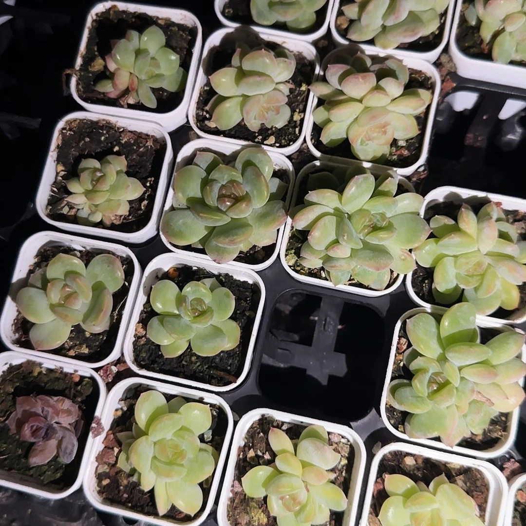 琴心盆一个满25包邮