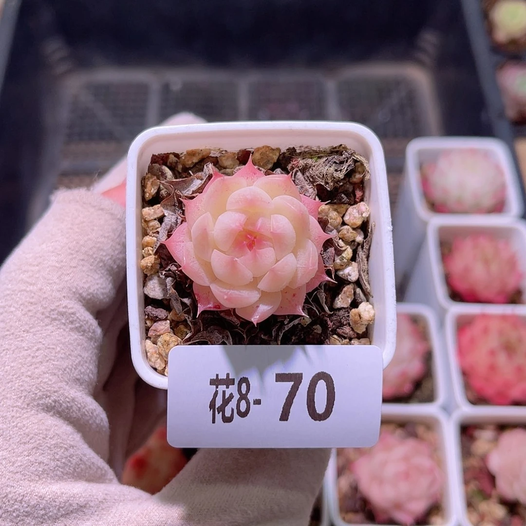 花利美8-70海王单头