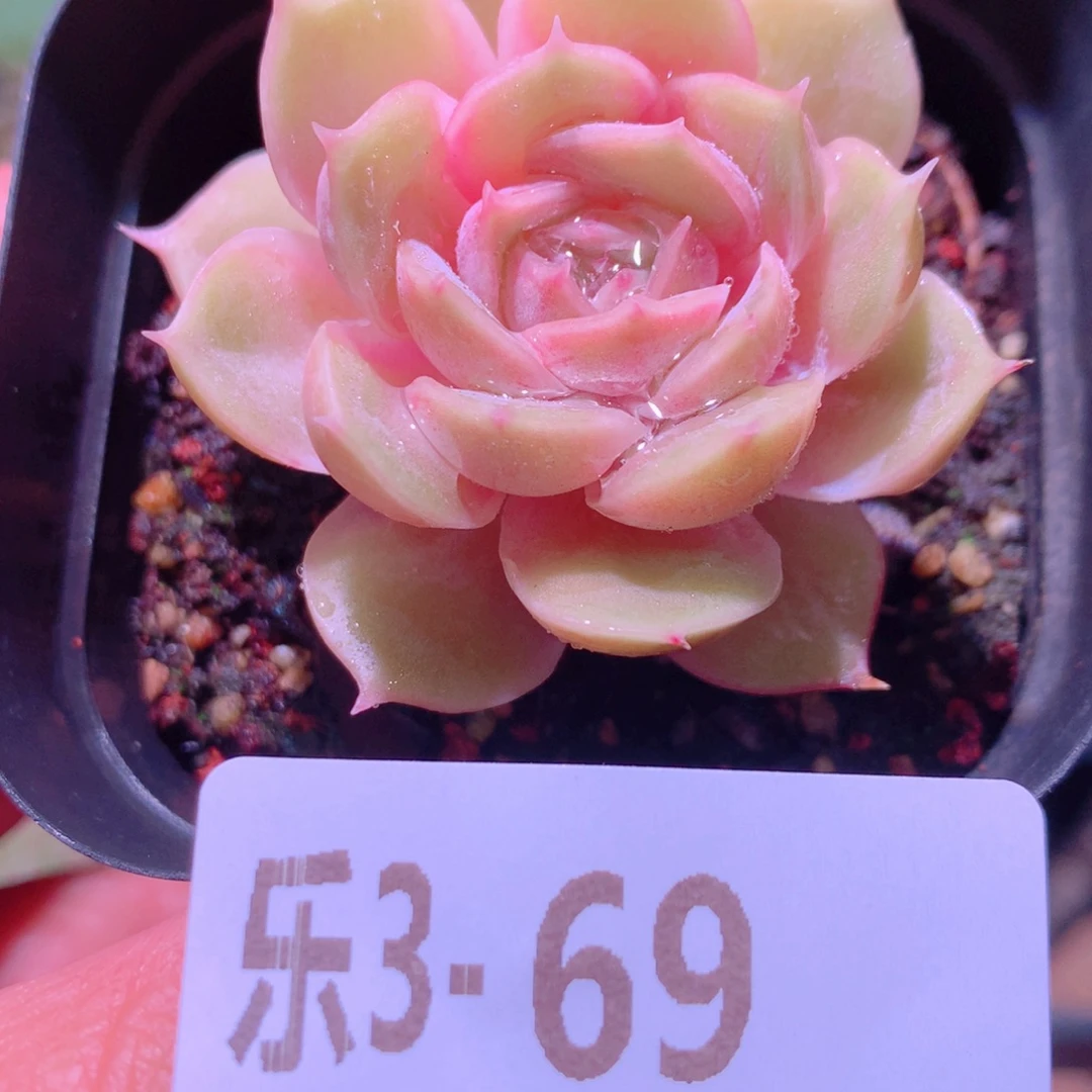 乐然 3-69 昂斯诺