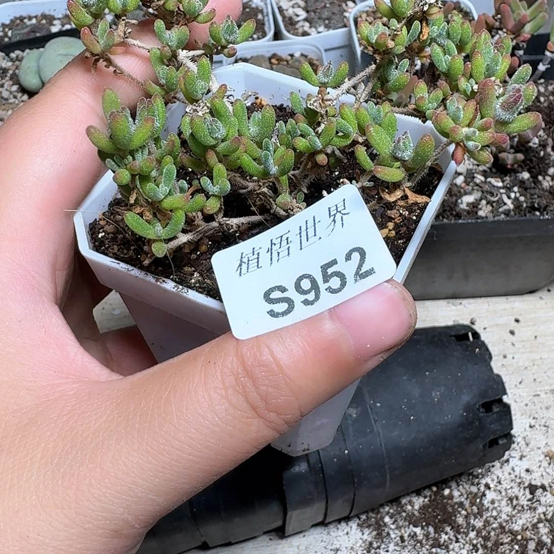 952号多肉植物哇c g