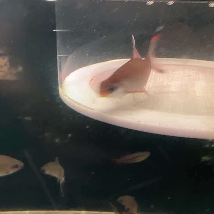 海水鱼百益城红钻公