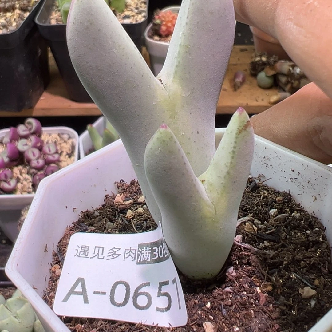 晓****多肉植物111111111111