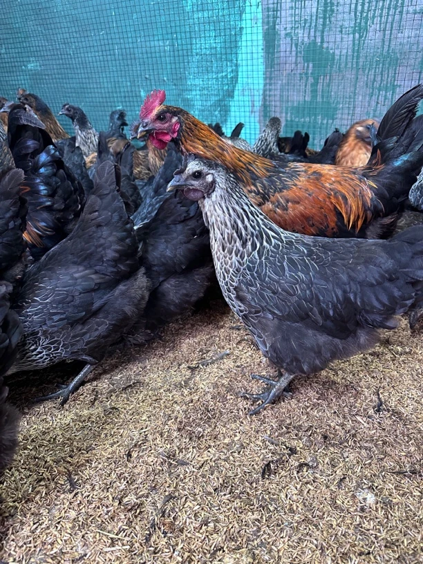 高产鸡整鸡肉质鲜嫩冰鲜顺丰冷链发货