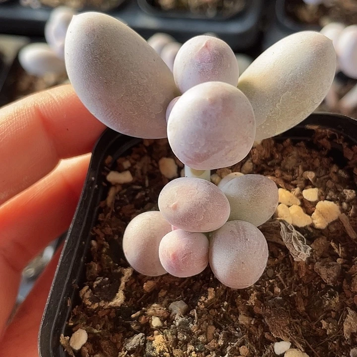 一物一拍满18包邮