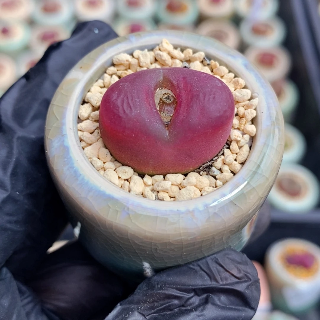 3662-一物一拍 带盆