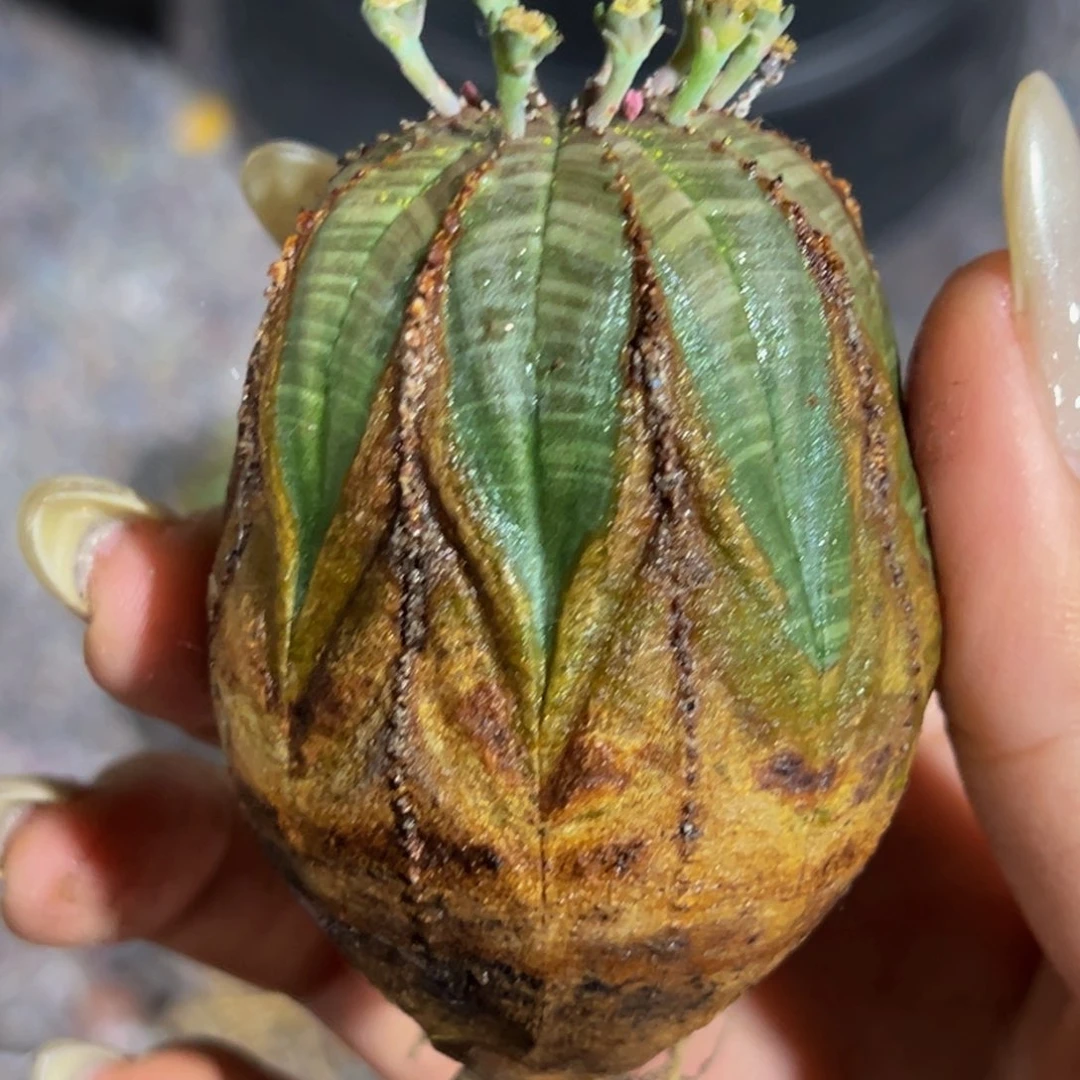 飘*m飘云专拍打包价