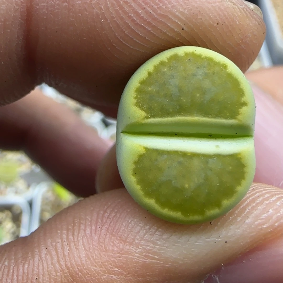 253 生石花大棚直播