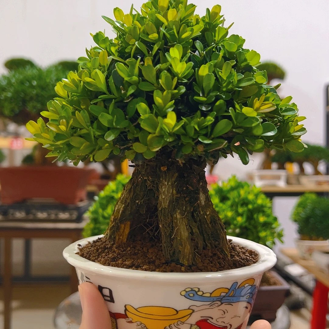 开***好无花朵黄杨一物一拍盆景