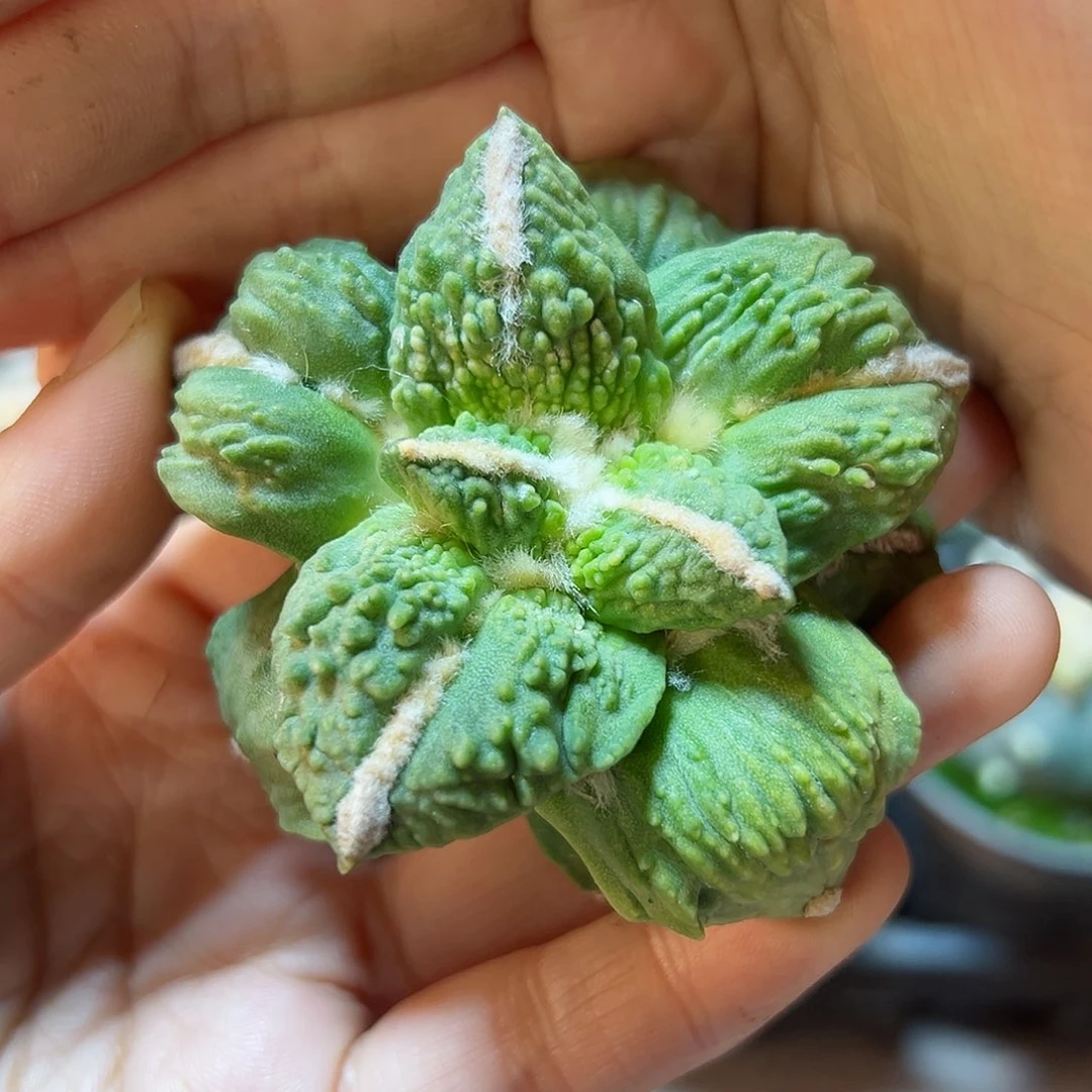 晚4号中筋黄体怒6.6公分无根