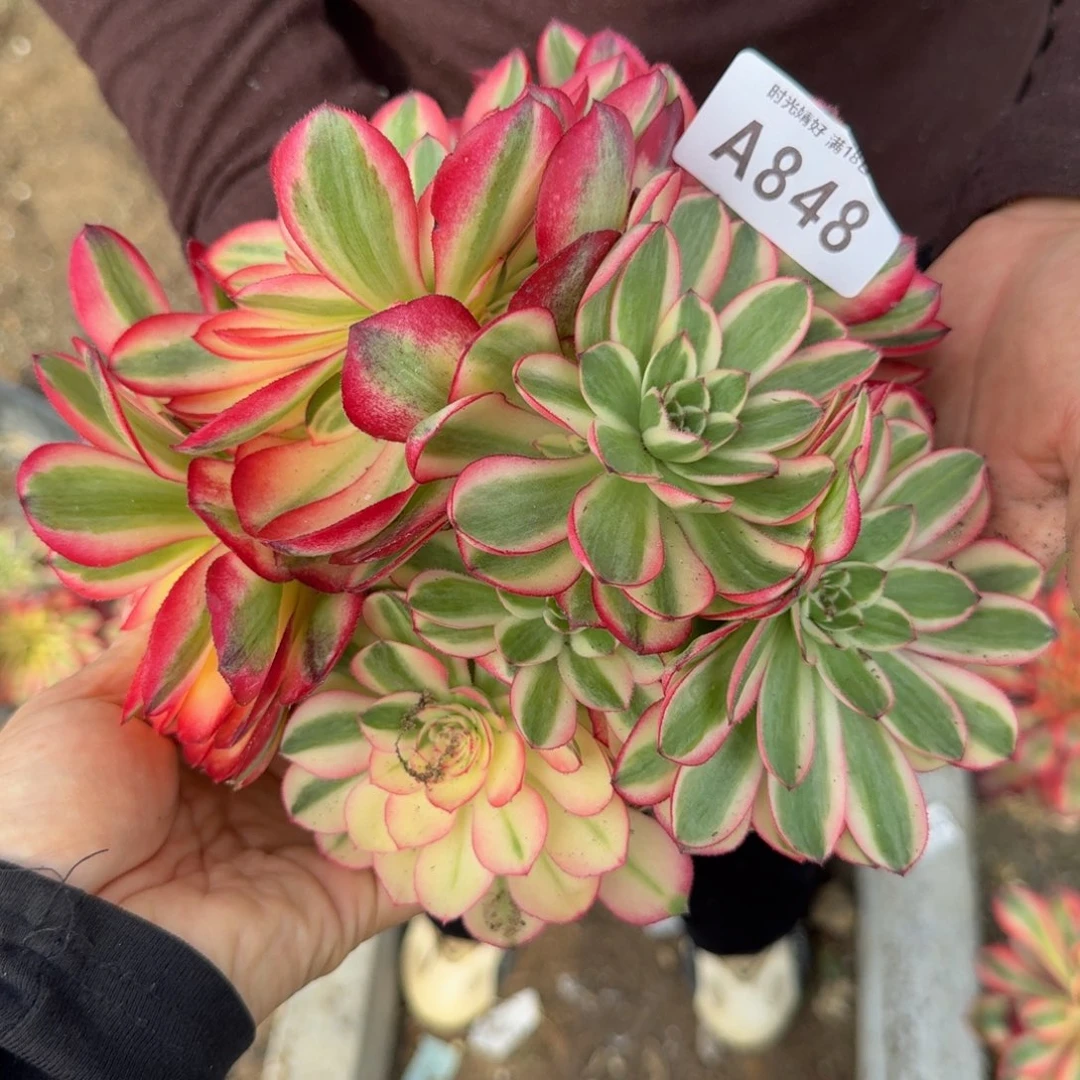 848荔枝。多肉植物