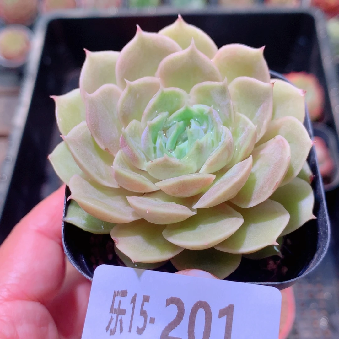乐然15-201 昂斯诺