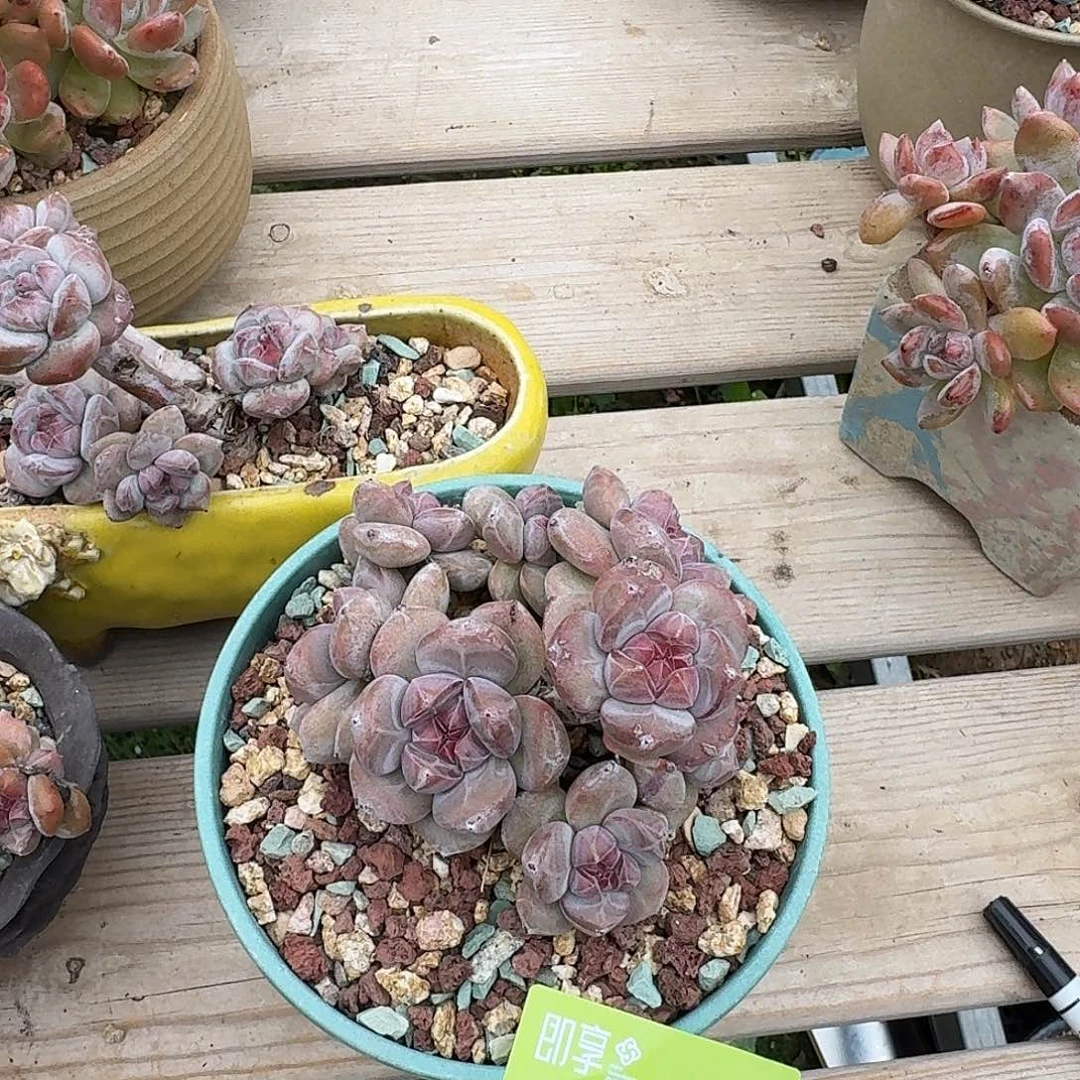 c***u星影群生一颗脱土
