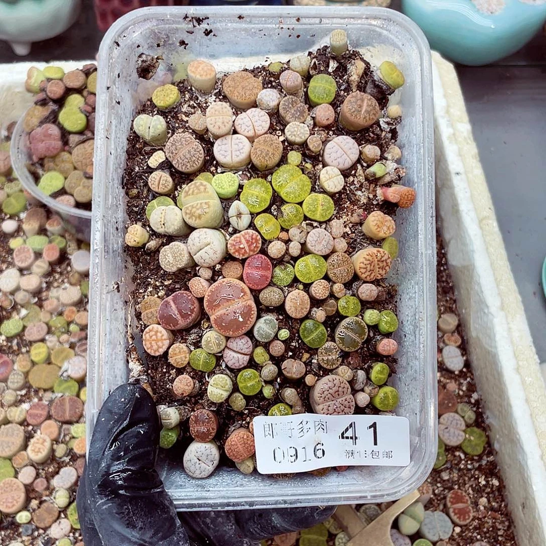 生石花满18包邮0916-41