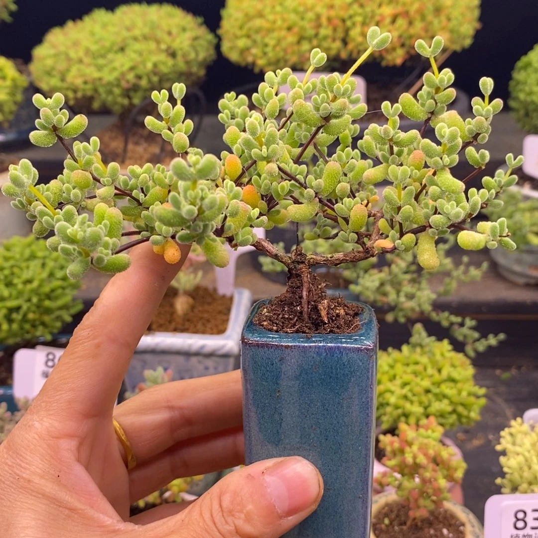 浅***8879翡翠造型桩。