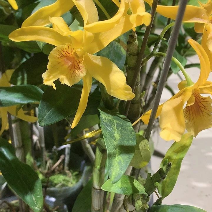 完全开放黄火鸟，带花芽，大小4苗