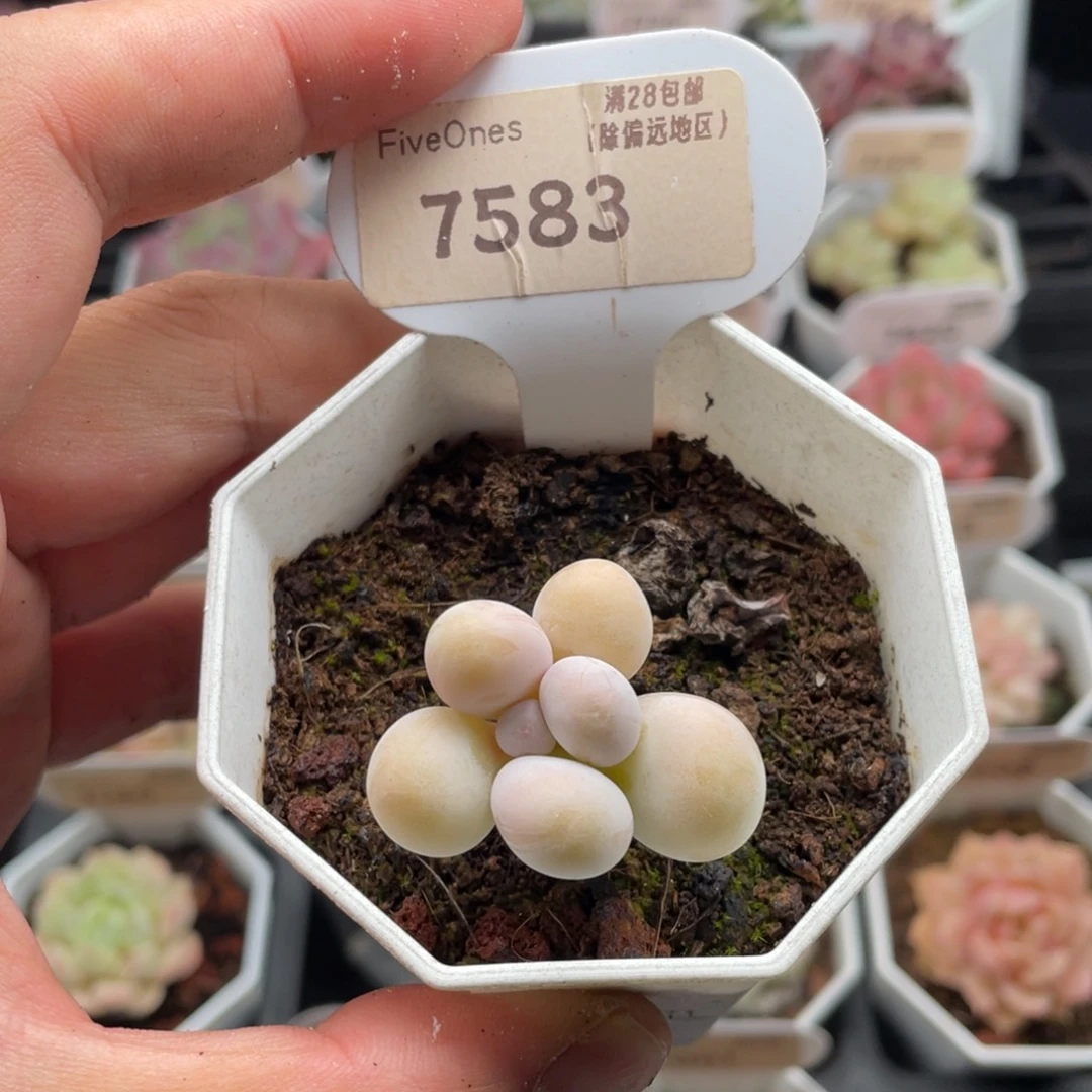 橙雪球奶酪7583-3.5厘米