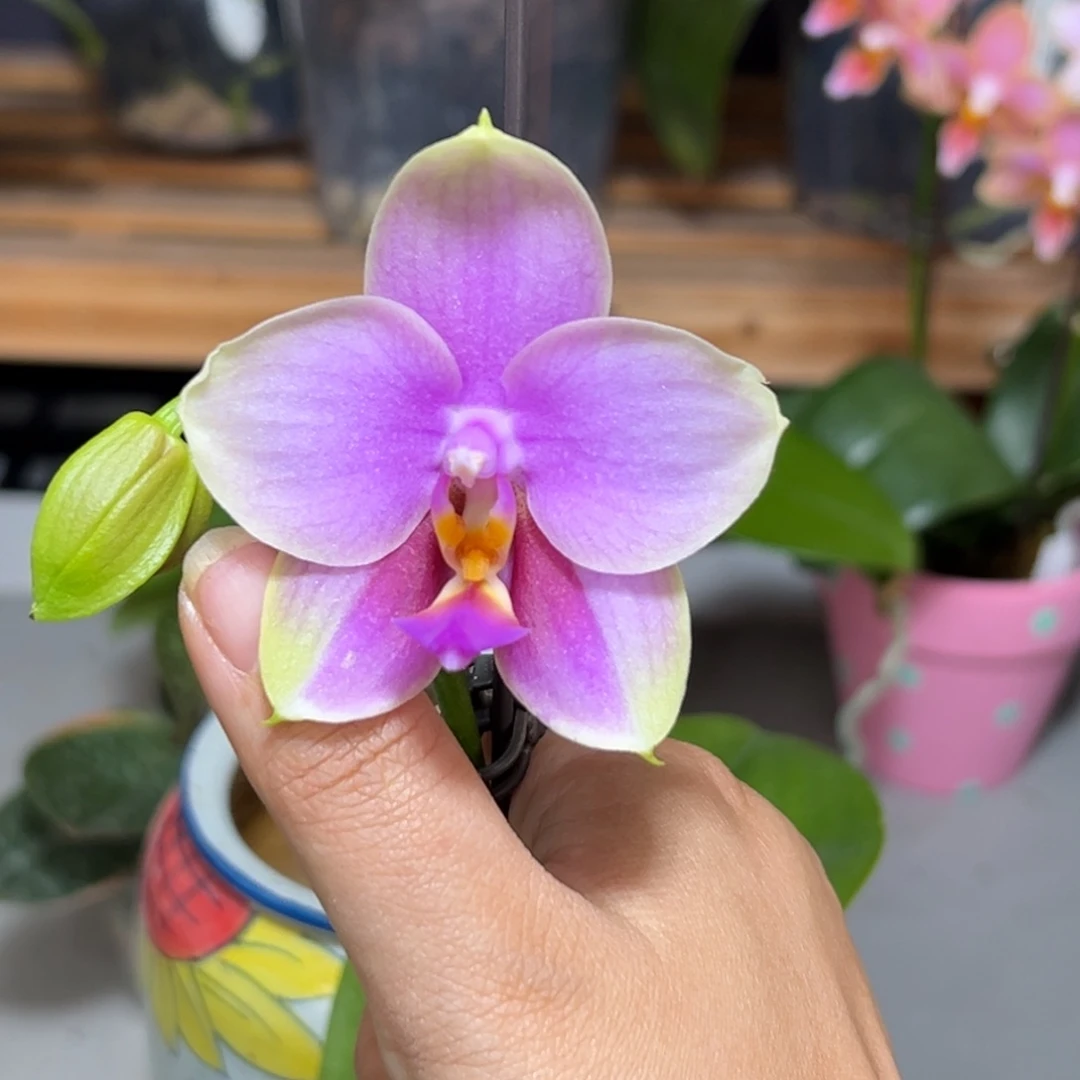 无花朵甜蜜回忆浓香大花1.7苗
