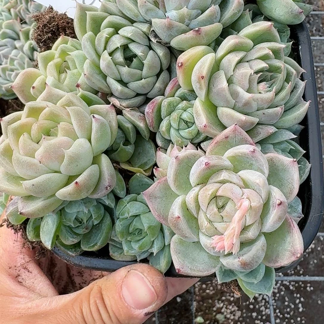 杂交新品珍妮多肉130