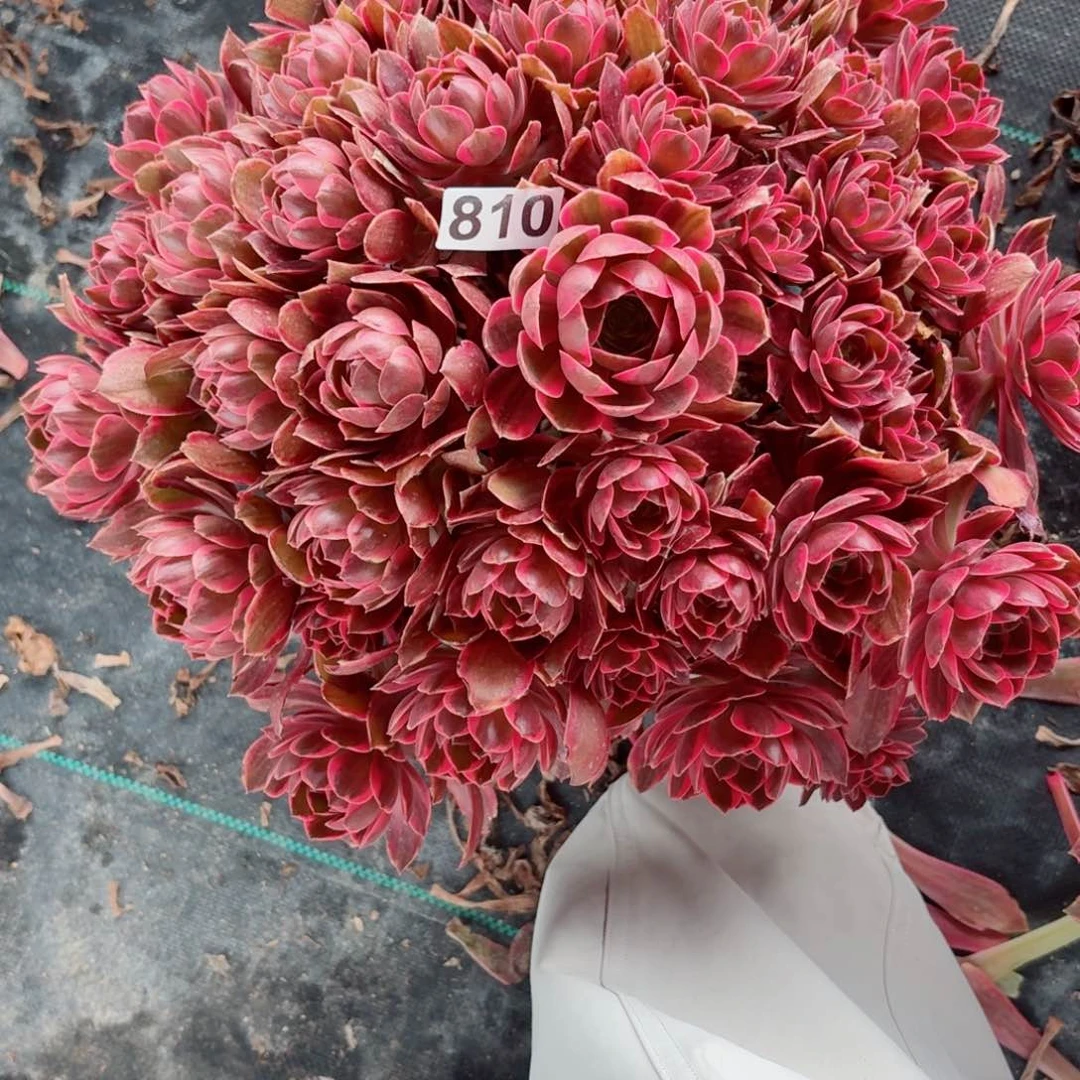 810幻纱多肉植物