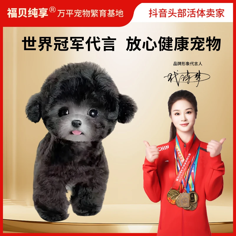 【福利】妞米克泰迪犬幼犬宠物狗狗纯种幼崽活体