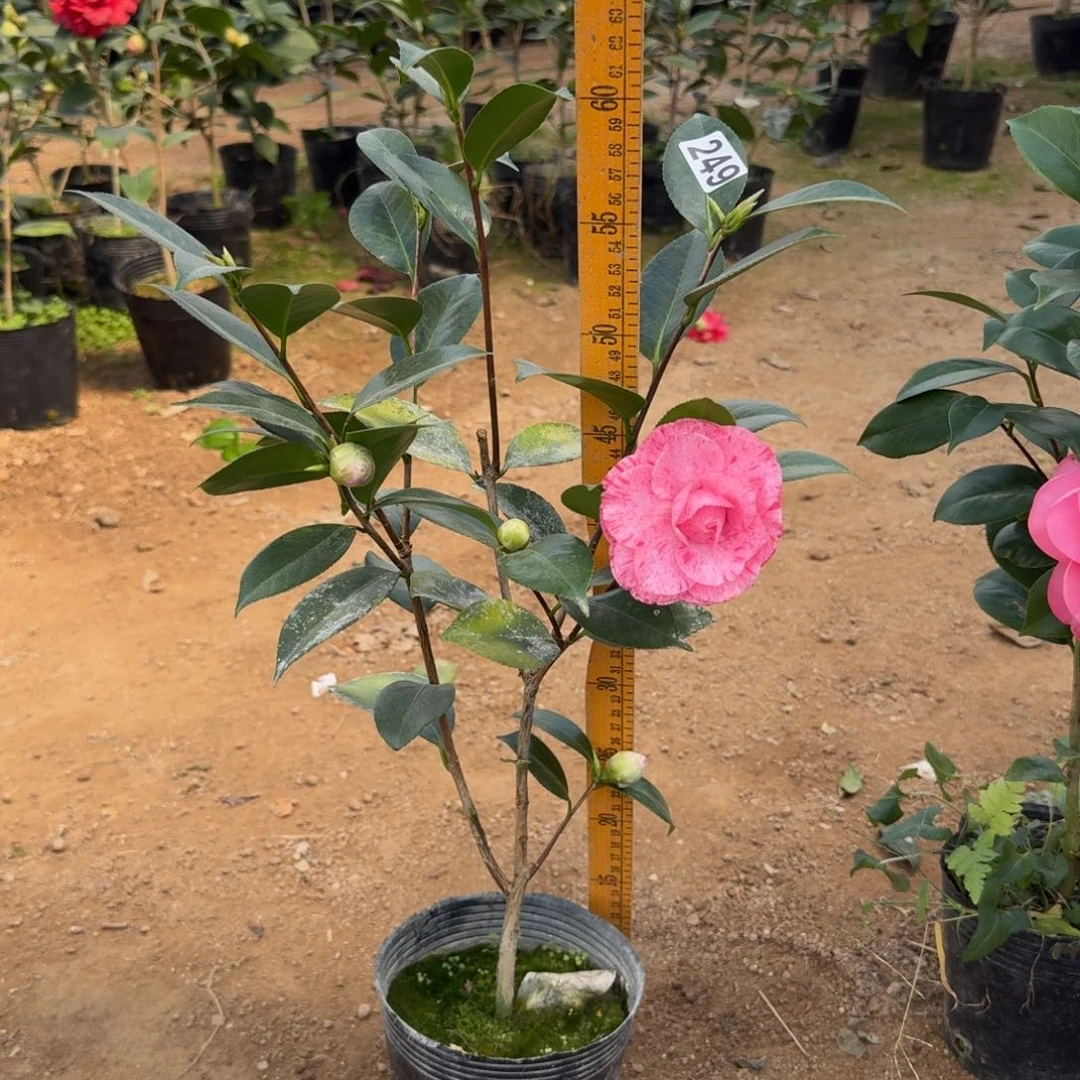 少量花朵（建议范围：2朵-5朵 或40%以下）249明镜