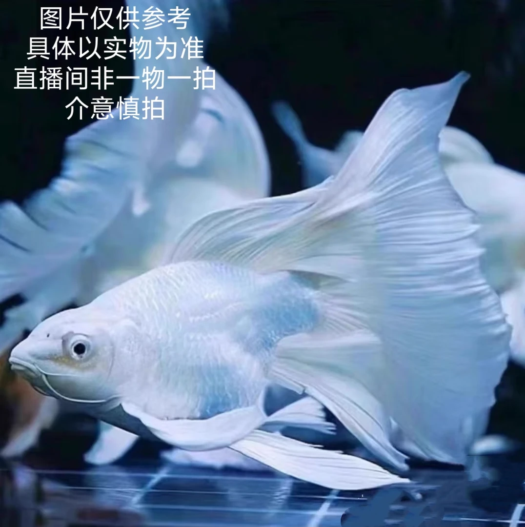 精品贵妃蝴蝶鲤8-12白红色普身观赏鱼自家渔场直发新手好养易活