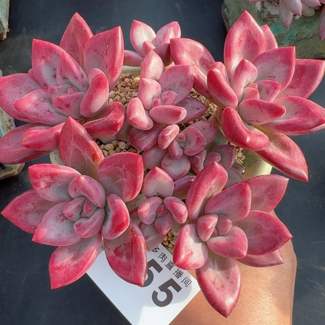 赫菲斯托群生整装无砍