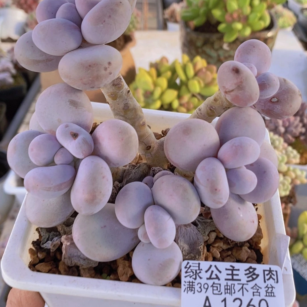 橙奶老桩12cm1260多肉植物