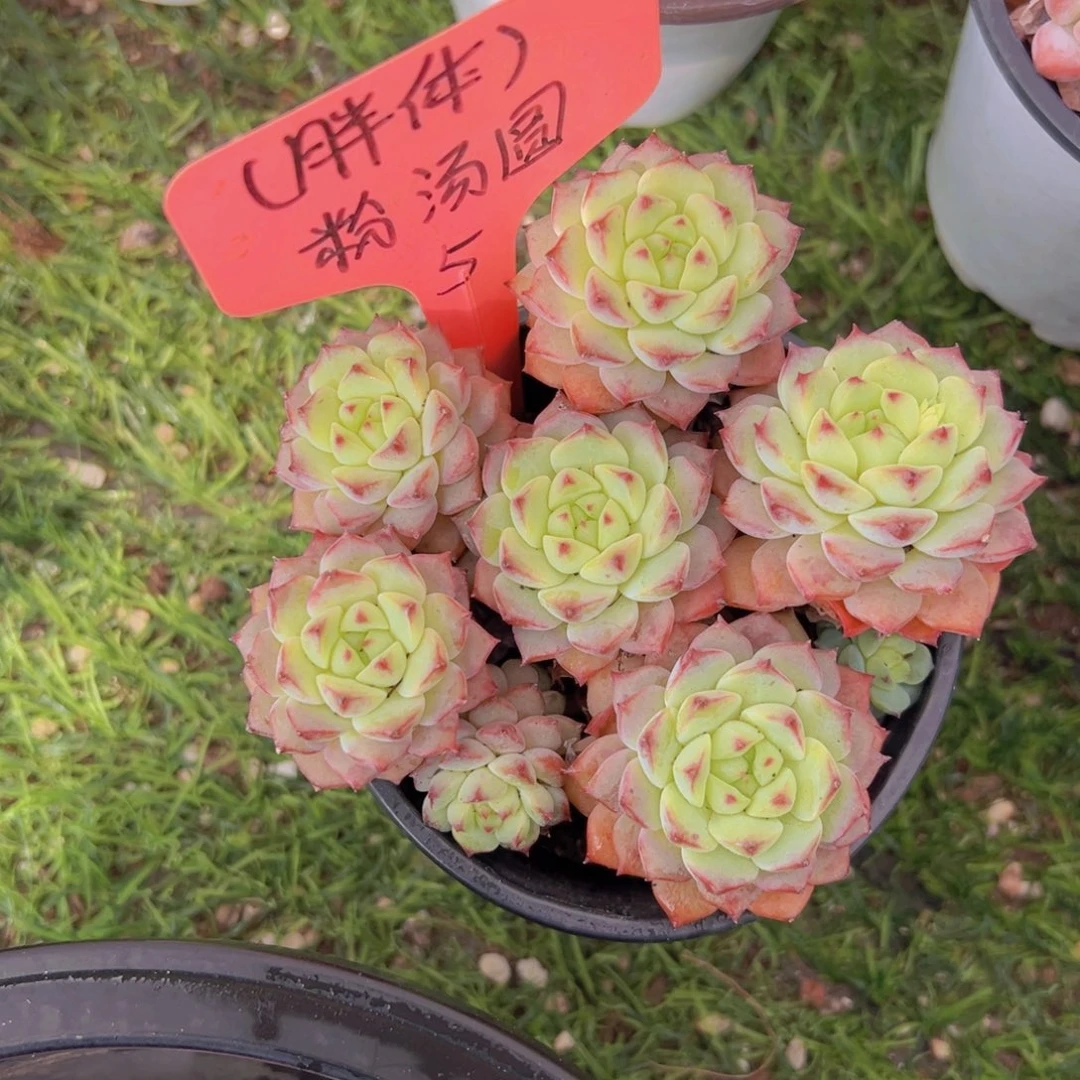 香玉的故事是一个人的故事吗