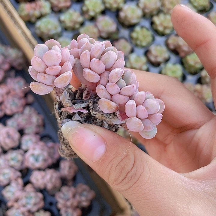 海***米33精品紫光美人1.5米桌子上