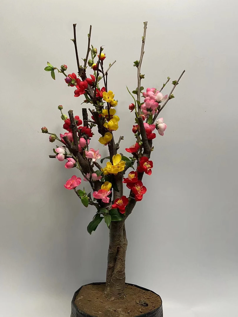 精品变色龙复色海棠高端花卉花卉绿植盆栽盆景客厅阳台摆放彩玉