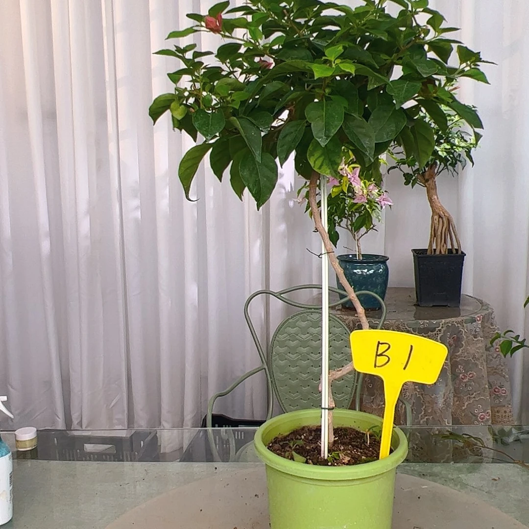 当前无花栽培后可以开花春**里B1佩德罗