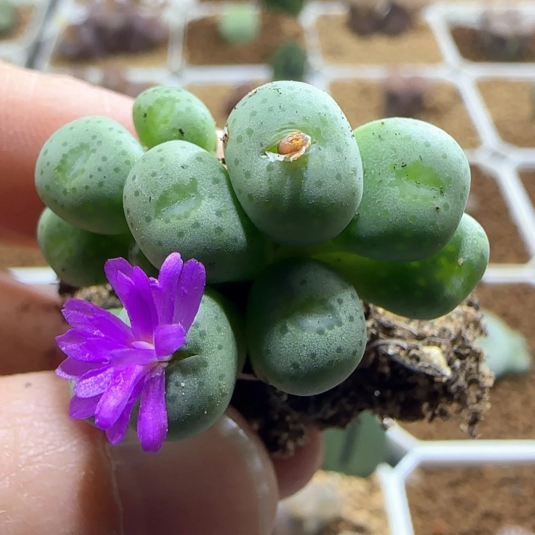 紫花的麻脸小饼55702