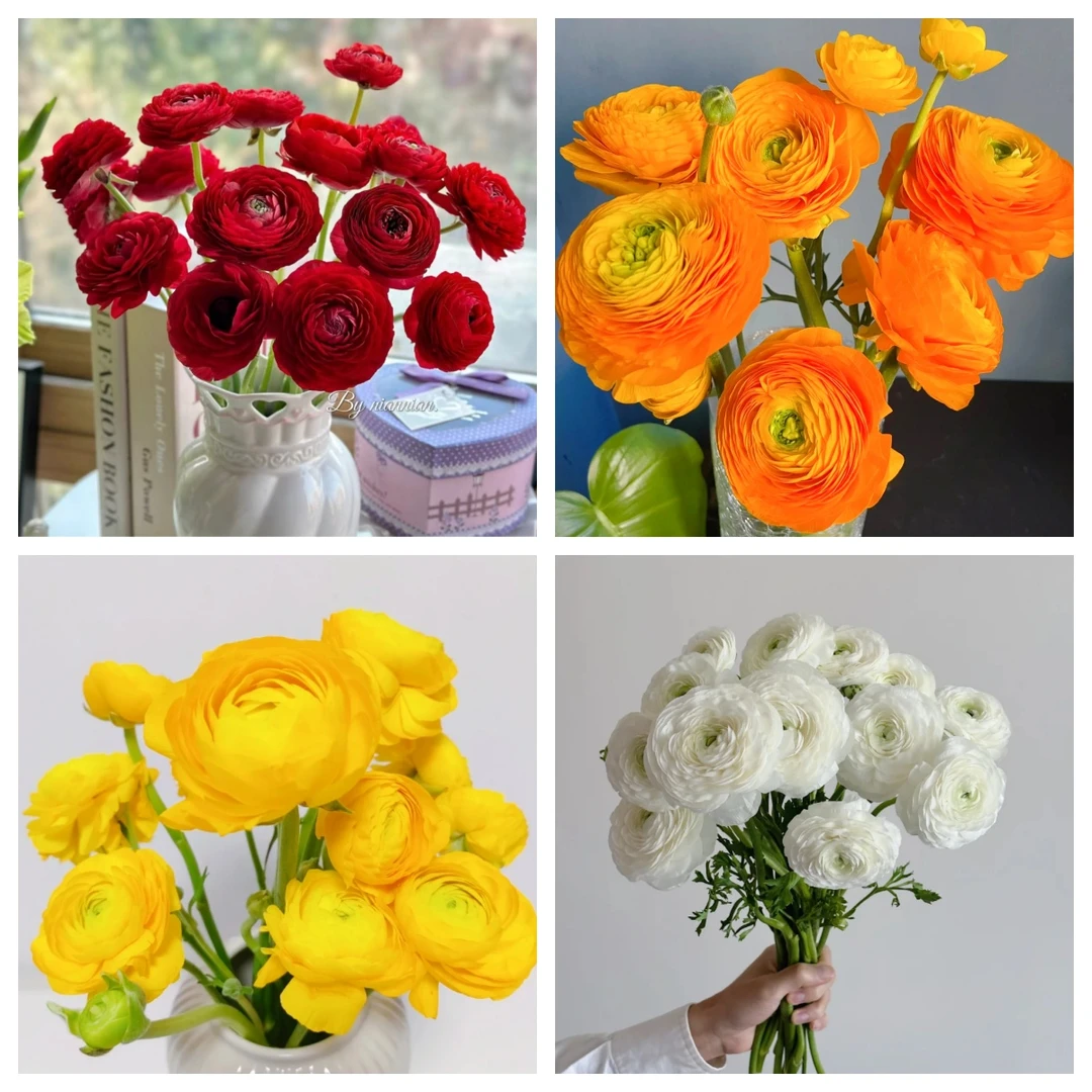 特价【随机颜色洋牡丹】1把随机颜色洋牡丹任意满两单顺丰包邮三单送花瓶今天拍明天到次日达
