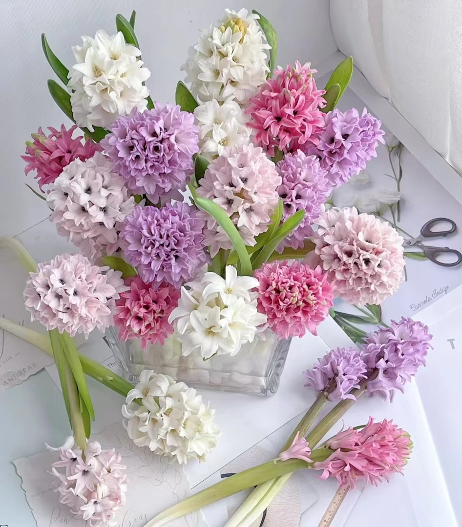 【风信子】云南基地直发鲜花瓶插水养