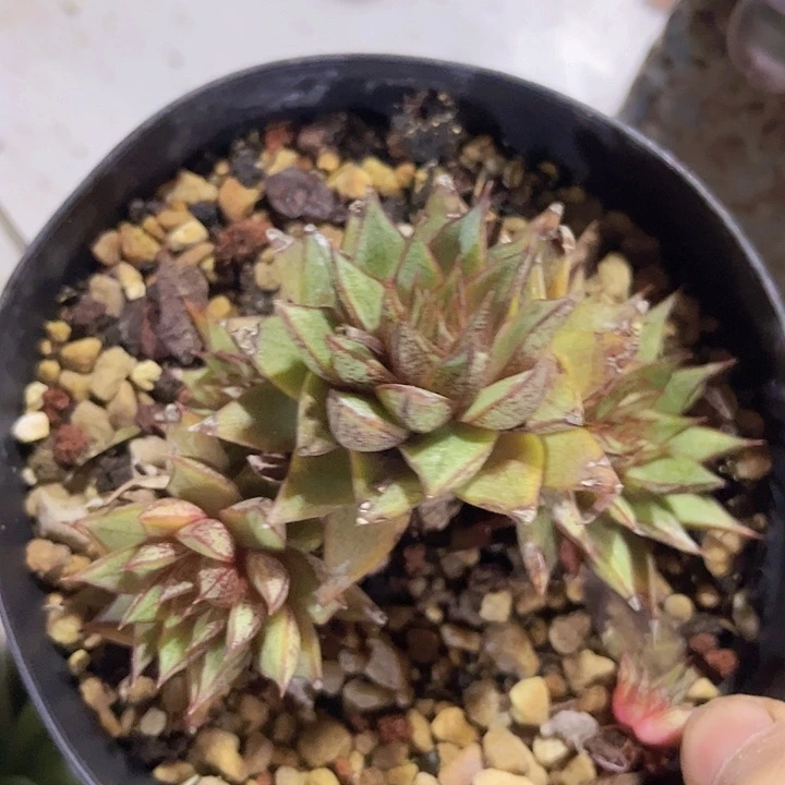 白合锦01133多肉植物