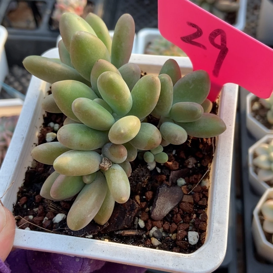 29芒果奶多肉植物